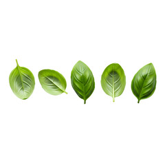 Five vibrant green basil leaves arranged in a row isolated on transparent background
