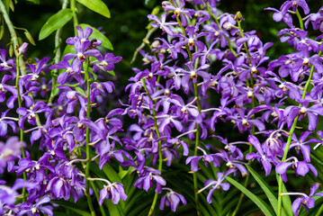 Obraz premium Blooming purple Vanda orchids with lush green leaves in a tropical garden. Close-up view of vibrant exotic flowers in full bloom on tall stems.