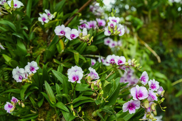 White and pink Dendrobium orchids blooming on a green mossy slope. Elegant tropical flowers with vibrant centers in a natural outdoor setting.
