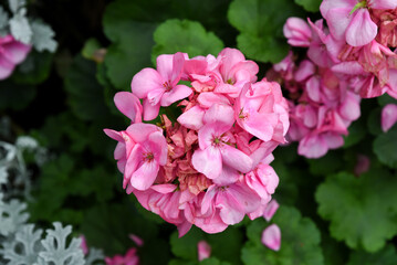 Close-up of a pink hydrangea in full bloom with delicate clustered petals and green leaves. Beautiful ornamental flower in a summer garden setting.