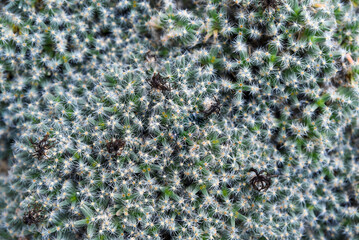 Close-up view of Mammillaria cactus with dense white spines and dry flower remains, forming a textured natural background pattern in desert plant style.