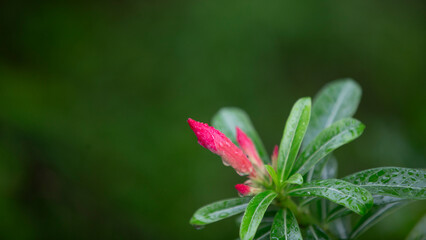 Close up of pink  flower in the garden with copy space