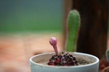 Cactus in a pot with blurred background, soft focus and shallow depth of field.
