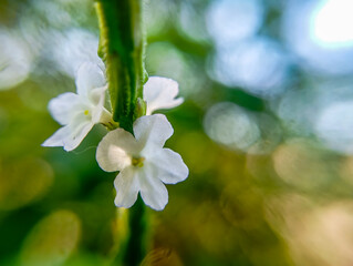 Delicate Purplish White Flowers on Stem with Blurred Beautiful Lights.
Stachytarpheta cayennensis...