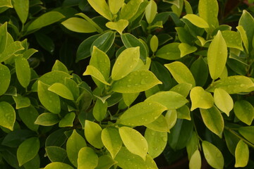 Obraz premium Smooth Texture and Vibrant Foliage in Natural Light for Botanical and Nature Backgrounds