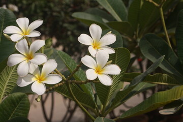 Fototapeta premium Frangipani White Flowers in Full Bloom with Yellow Centers and Lush Green Leaves in Soft Focus Natural Garden Background