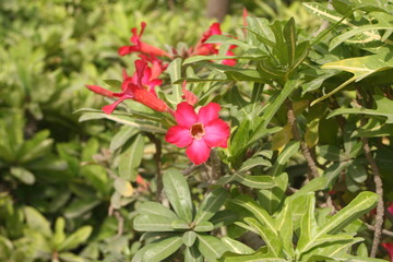 Vibrant Pink Five-Petal Flowers in Full Bloom Surrounded by Lush Green Leaves in a Natural Garden Setting Close-Up View