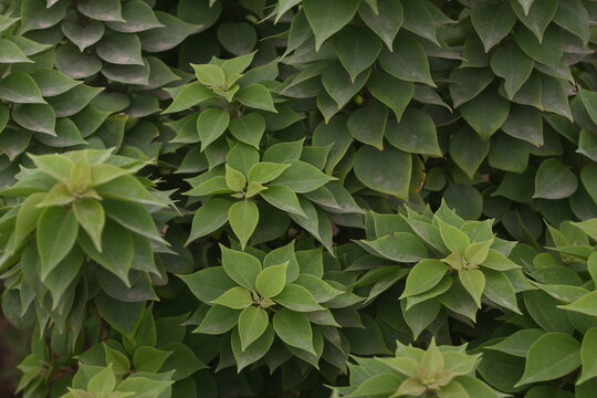 Lush Green Rosette Plants with Layered Pointed Leaves in Natural Symmetry and Vivid Shades of Green for Botanical and Garden Design