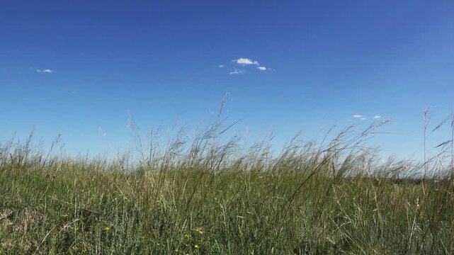 Prairie Grass Blowing in the Colorado Wind 4K features long grass blowing in the wind  in a dry Colorado field. 