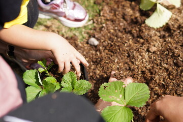 The hands of a small child taking soil to plant plants in polybags during the day