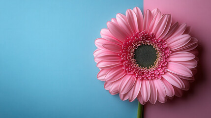 Vibrant pink gerbera daisy lies on split background of blue and pink, creating striking contrast. flower delicate petals and intricate center are beautifully highlighted