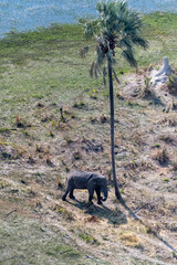 Aerial Telephoto shot of an African Elephant standing close to a palm tree, about to rub its head against it. Okavango Delta, Botswana.