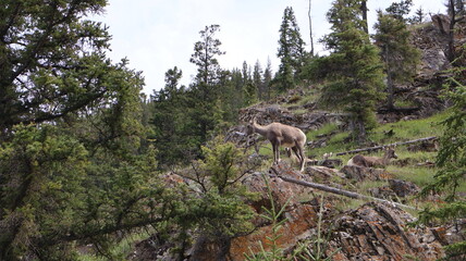 Bighorn sheep