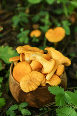 Сhanterelle mushrooms close up macro. Picking wild yellow orange chanterelles mushroom harvest in forest in nature