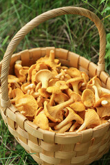 Mushrooms chanterelle harvest. Wild forest chanterelles in basket in grass close up