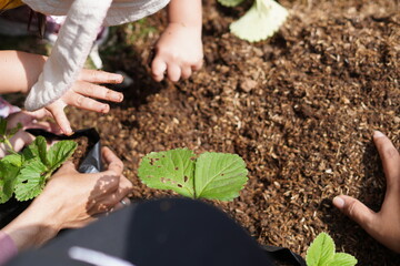 The hands of a small child taking soil to plant plants in polybags during the day