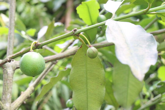 Garcinia gardneriana fruit on tree