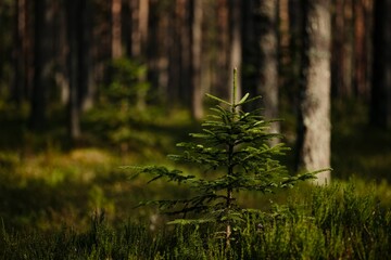 Fototapeta premium forest in the morning