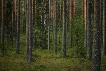 Fototapeta premium trees in the forest