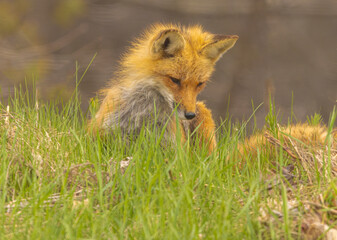 Red Fox Sitting
