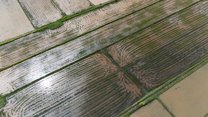 Aerial view of rice field after tractor pull a plow through rice field before planting. Conceptual...