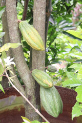 trinitario cocoa on tree on farm for harvest