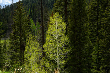 Backlit glowing bright green leaves on quaking aspen trees against dark green of evergreen forest, as a nature background, Grand Canyon National Park, Kaibab National Forest, Arizona, USA
