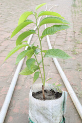 sugar apple on tree in firm