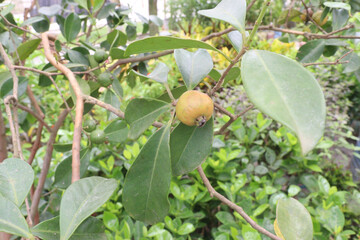Flacourtia indica fruit on tree in farm