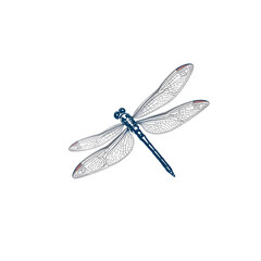 A blue and white drawing of a dragonfly