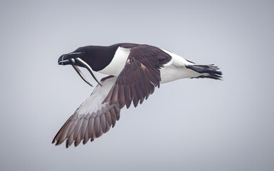 Razorbill in side flight with food