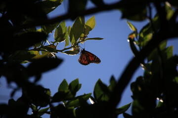 Monarch Butterfly on a Tree 