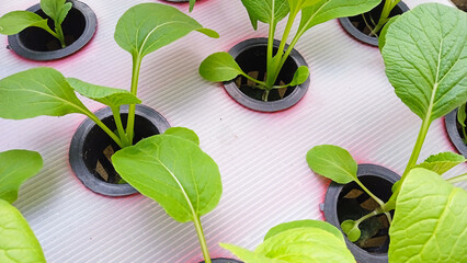 Baby green caisim or choy sum vegetables growing on simple hydroponic system. Top view