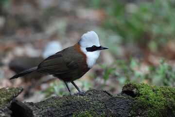 The white-crested laughingthrush (Garrulax leucolophus leucolophus) is a member of the family Leiothrichidae. This photo was taken in India.