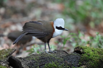 The white-crested laughingthrush (Garrulax leucolophus leucolophus) is a member of the family Leiothrichidae. This photo was taken in India.