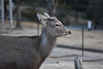 Nara deer