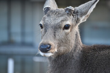 Nara Deer