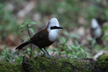 The white-crested laughingthrush (Garrulax leucolophus leucolophus) is a member of the family Leiothrichidae. This photo was taken in India.