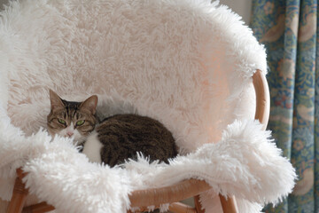 椅子でリラックスする猫