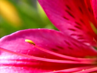 abstract macro background close-up