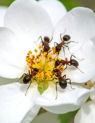 Ants on a white flower