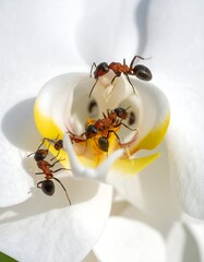 Ants on a white orchid flower