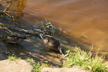 A Group of Ducks Swimming Harmoniously Near the Shore in a Beautiful Serene Water Setting