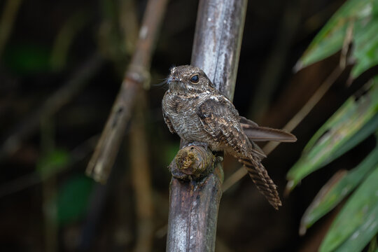 Satanic nightjar or Heinrich's nightjar (Eurostopodus diabolicus) in Lore Lindu National Park, Sulawesi island, Indonesia