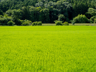 Obraz premium 新緑の苗が育つ水田