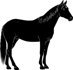 Horse silhouette vector illustration. EPS version.