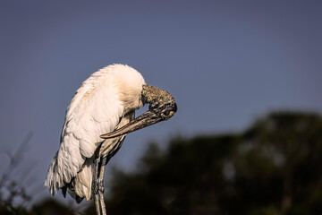 Wood Stork (Mycteria americana)  perched gracefully against blue sky in the golden light