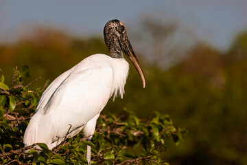 Wood Stork (Mycteria americana)  perched gracefully among green foliage. in the golden light