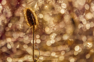  dry teasel plant (Dipsacus) bathed in golden sunlight, with a mesmerizing bokeh background.