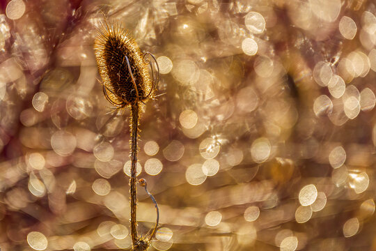  dry teasel plant (Dipsacus) bathed in golden sunlight, with a mesmerizing bokeh background.